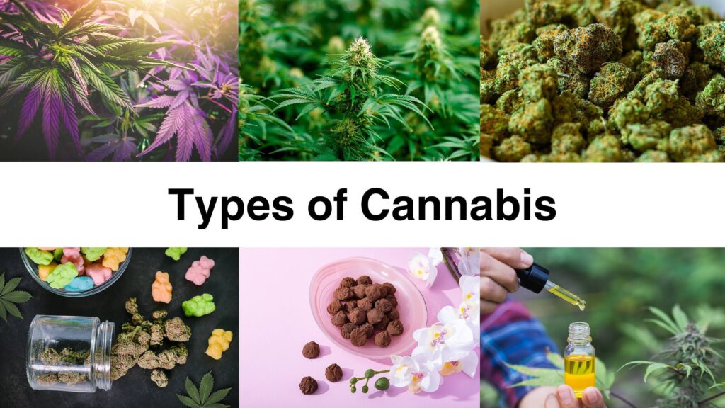Collage showing different types of cannabis including plants, buds, edibles, and oils|Collage showing a countryside rehab facility, rural landscape, and a therapy session for cannabis addiction treatment|Comparison image showing hash blocks on the left and marijuana buds on the right, with text 'HASH VS MARIJUANA' in the center|Infographic showing cannabis addiction statistics: 2.5% world population uses cannabis, 10% regular users become addicted, 18% teen users become addicted, 76% increase in UK treatment seekers
