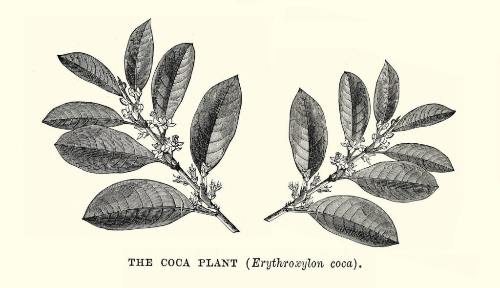 Vintage botanical illustration of the coca plant (Erythroxylon coca) showing leaves and flowers, source of cocaine|Close-up of a dilated human eye, showing effects of cocaine use on pupil size