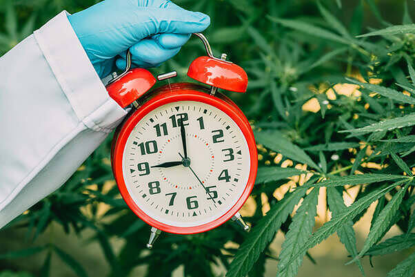 Red alarm clock held by gloved hand over cannabis leaves, illustrating duration of marijuana in the body|Man undergoing a saliva drug test with a blue testing device, demonstrating how marijuana use can be detected in oral fluid samples|Close-up of a drug test result form with a pen, illustrating the process of documenting marijuana detection periods in various drug tests|Close-up of a person smoking a marijuana joint, illustrating the initial consumption that leads to THC retention in the body